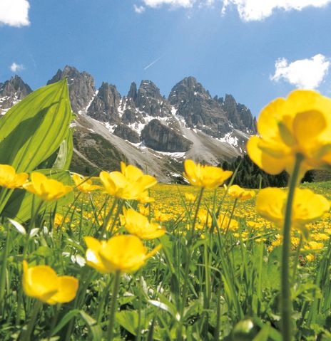 Blumen auf Alpenwiese in Österreich