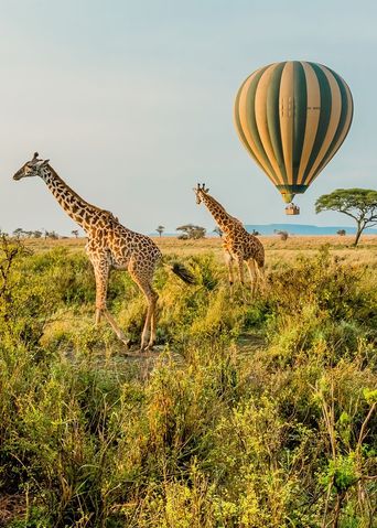 Giraffen in Tansania