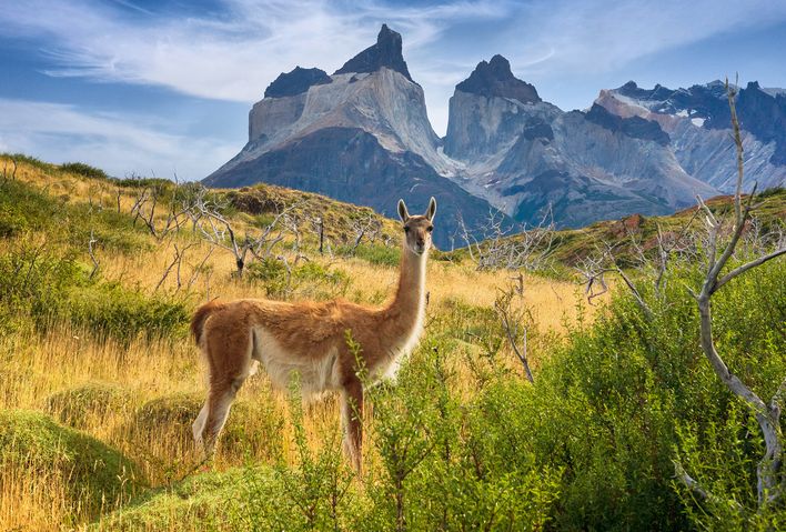 Guanako im Nationalpark Torres del Paine vor dramatischer Bergkulisse
