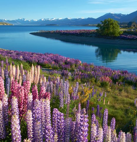 Landschaft in Neuseeland