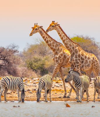 Blick auf Giraffen und Zebras in der weiten Savanne des Etosha-Nationalparks