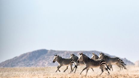Zebras laufen durch Steppe in Namibia