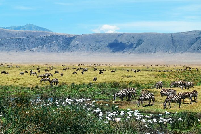 Zebras im Ngorongoro Krater