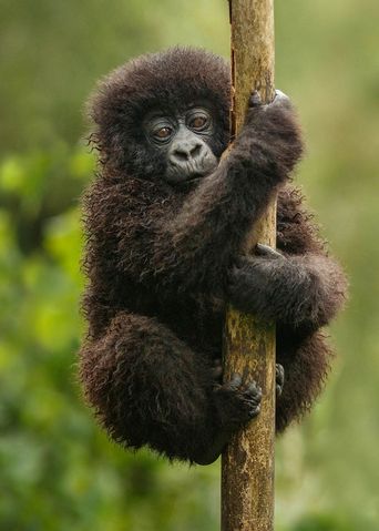 Baby-Gorilla auf einem Ast im Regenwald Ugandas