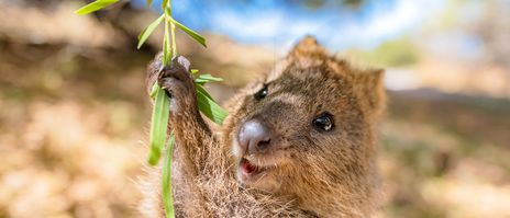 Blick auf einen blätterfressenden Quokka in australischem Buschland