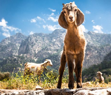 Ziege in den schweizer Alpen