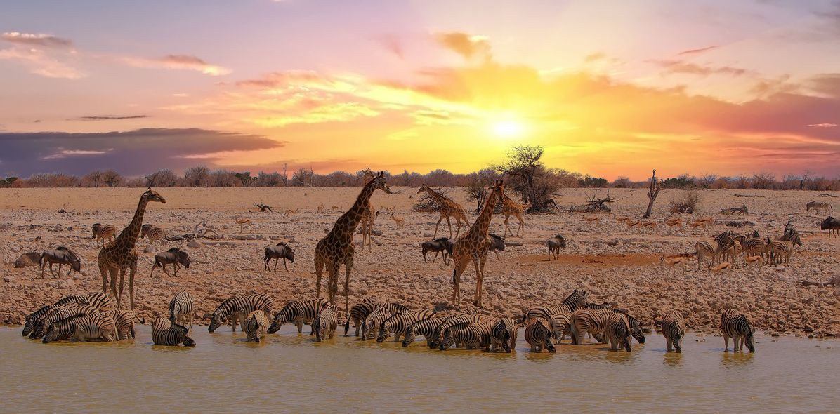 Tiere im Etosha Nationalpark in Namibia