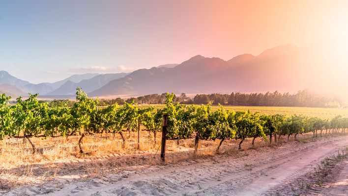 Weinreben in Südafrika