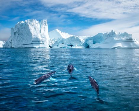 Kreuzfahrt mit MS Hamburg von Kangerlussuaq bis Hamburg-0