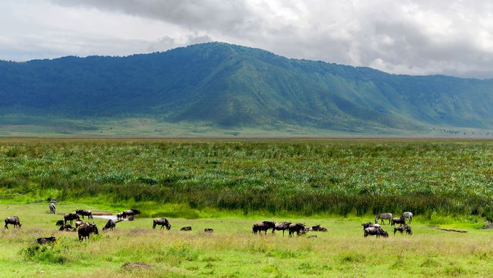 Büffel am Ngorongoro-Krater