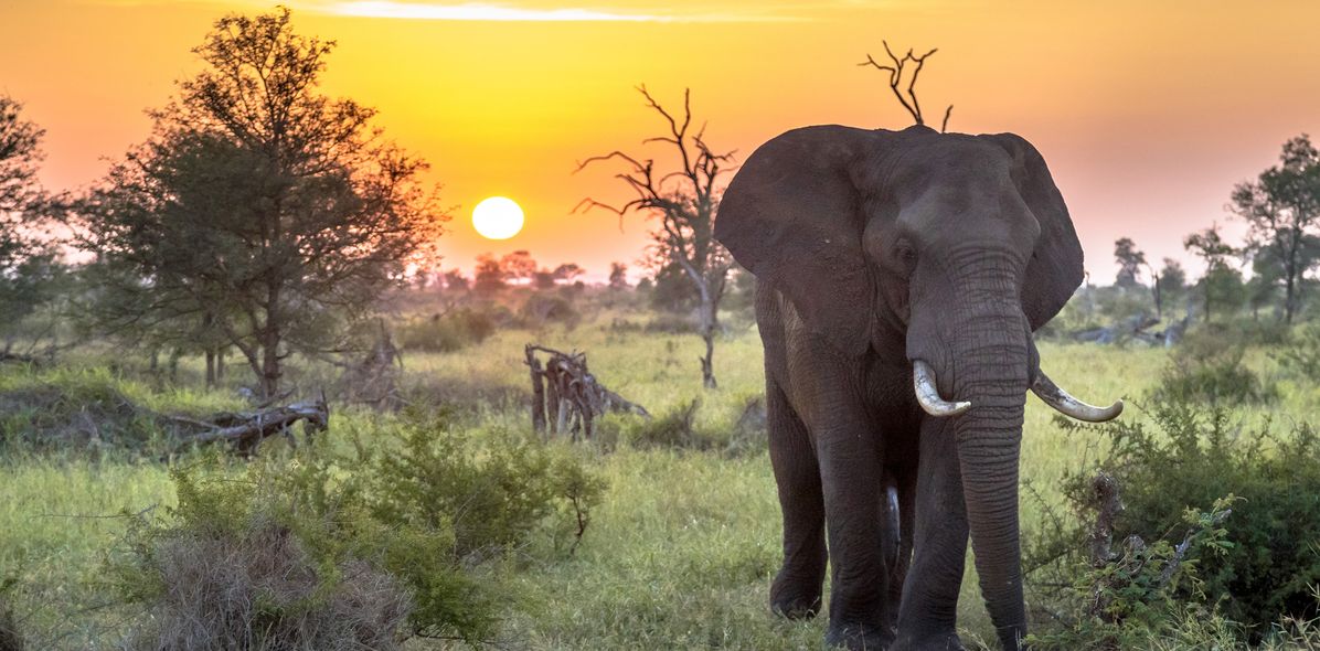 Elefant im Krüger Nationalpark im Sonnenuntergang