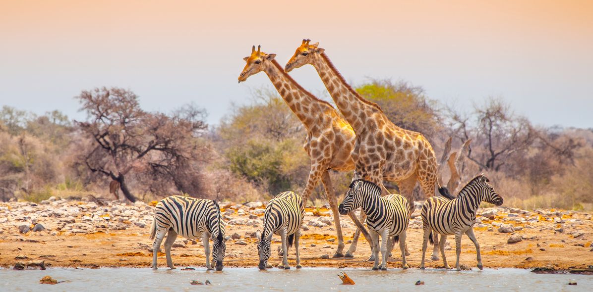 Tiere an einem Wasserloch im Etosha 