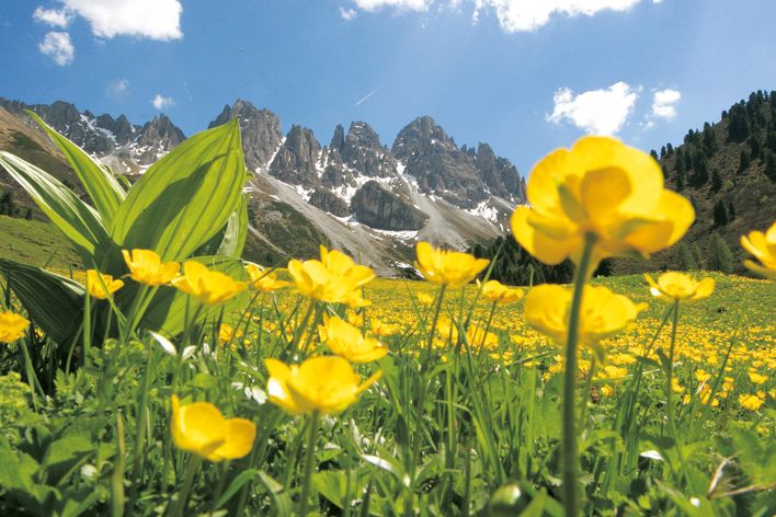 Blumen in den Bergen