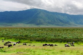 Ngorongoro Krater in Tansania
