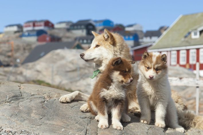 Schlittenhunde in Grönland