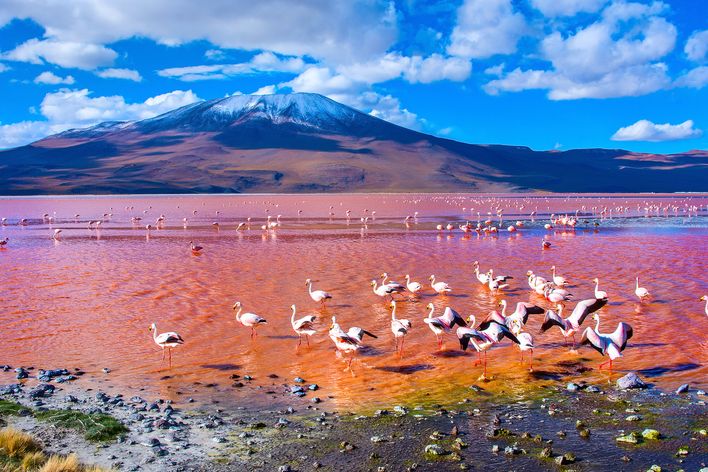 Flamingo am See in Bolivien