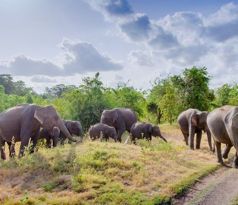 Elefantenherde auf Safari im Minneriya-Nationalpark in Sri Lanka bei wolkenbedecktem Himmel