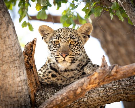 Von der Garden Route zu den Viktoriafällen-1