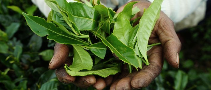 Frisch gepflückte Teeblätter in den Händen einer Arbeiterin auf einer Teeplantage in Sri Lanka