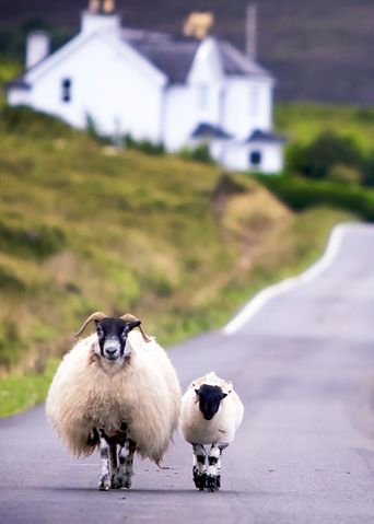 Auf der Straße spazierende Schafe umgeben von grüner Landschaft und vereinzelten Häusern in Schottland