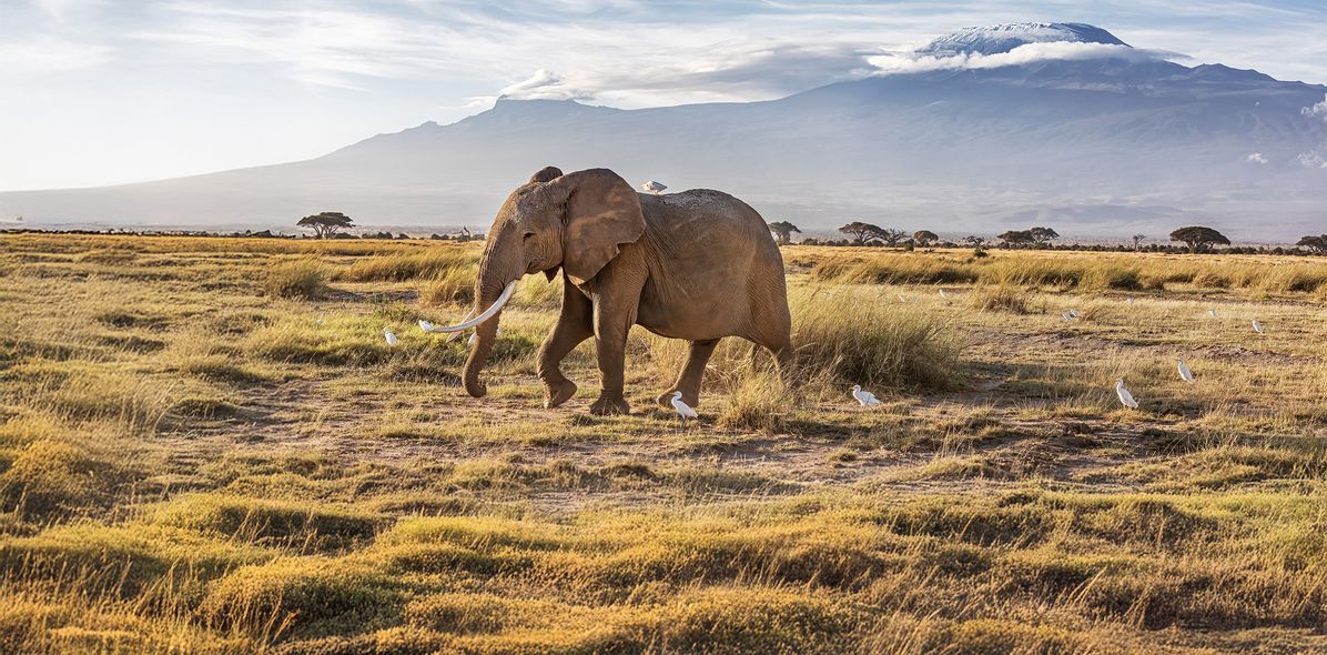 Elefant in Kenia