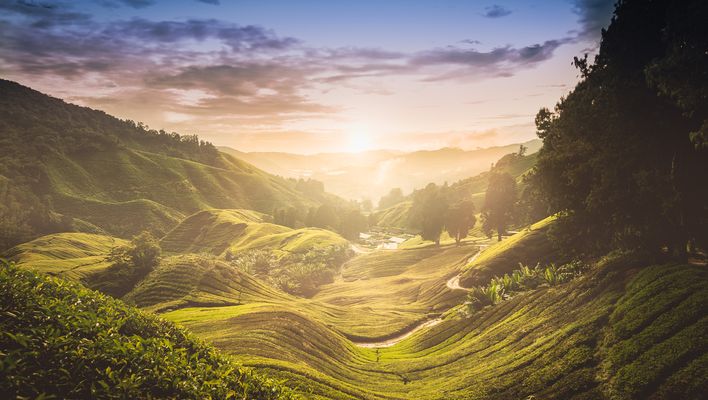 Morgenlicht über den Cameron Highlands mit sanften Hügeln und tropischer Landschaft