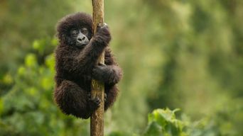 Baby-Gorilla auf einem Ast im Regenwald Ugandas