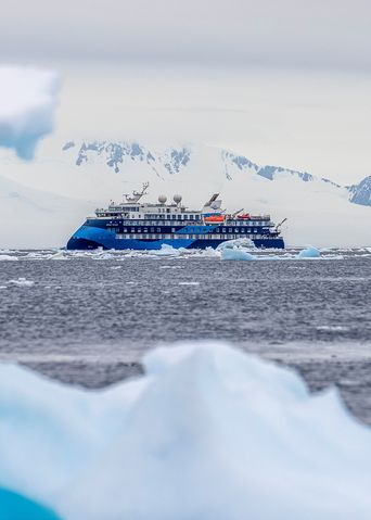 Ocean Albatros in einer Eislandschaft
