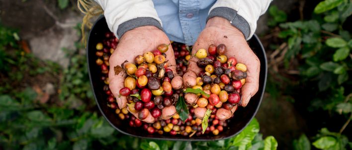 Frisch geerntete Kaffeekirschen in Händen auf einer Kaffeeplantage in Kolumbien