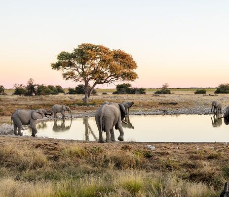 Elefanten am Wasserloch in Namibia