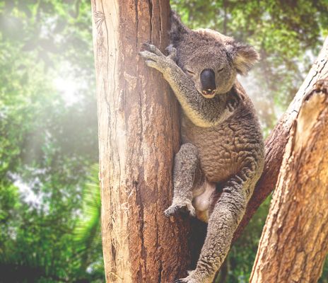 Schlafender Koala auf einem Baum