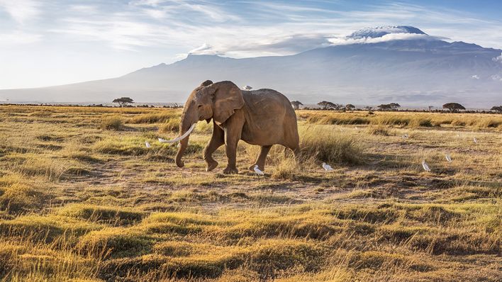 Elefant im Amboseli Nationalpark