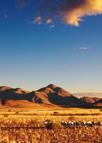 Landschaft der Kalahari-Wüste bei Sonnenuntergang in Botswana