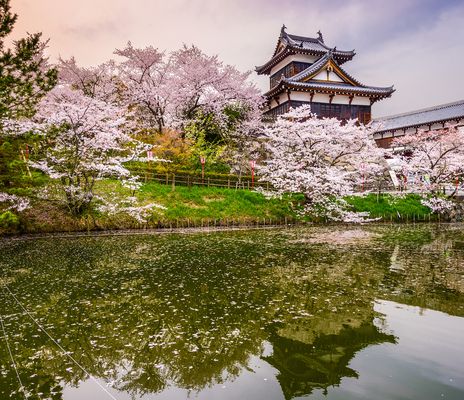 Pagode in Nara mit Kirschbäumen