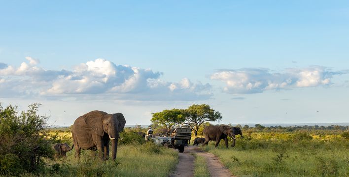 Elefanten ziehen nahe mehrerer Geländewagen durch die offene Savanne des Sabi-Sand-Wildreservats