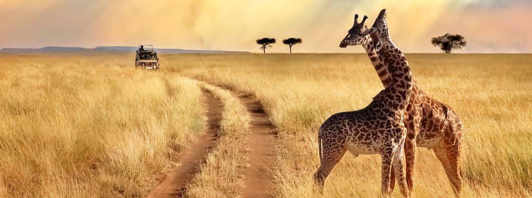 Zwei schmusende Giraffen in der Savanne mit einem Jeep im Hintergrund