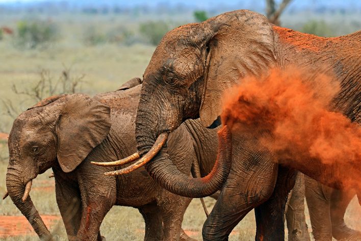 Elefanten im Tsavo Nationalpark in Kenia