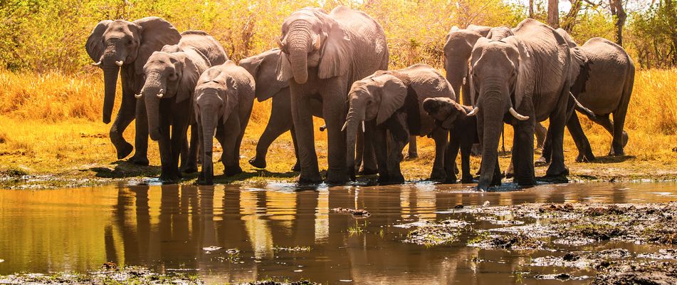 Elefantengruppe in Botswana