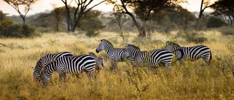 Zebras im Serengeti Nationalpark