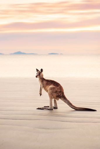 Känguru am Strand in Australien