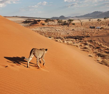 Gepard in der Namib Naukluft Wüste mit weiter Landschaft in Namibia