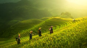 Wanderer auf leuchtend grünen Reisterassen von Mu Cang Chai im Morgenlicht