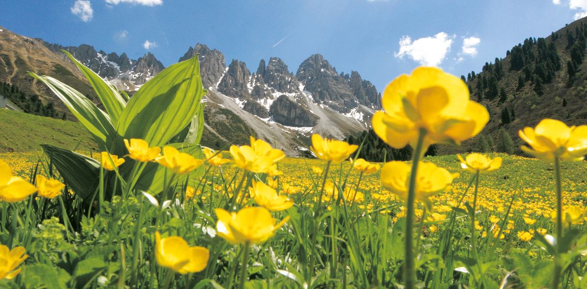 Blumen auf Alpenwiese in Österreich