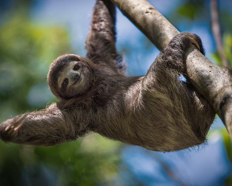 Kreuzfahrt mit MSC Divina ab/an Miami