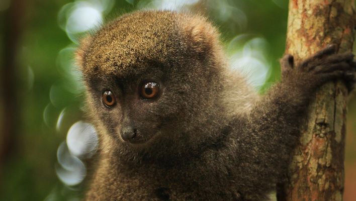 Babylemur auf dem Baum