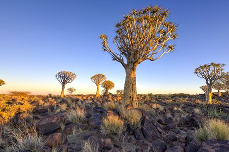 Köcherbaumwald in Keetmanshoop