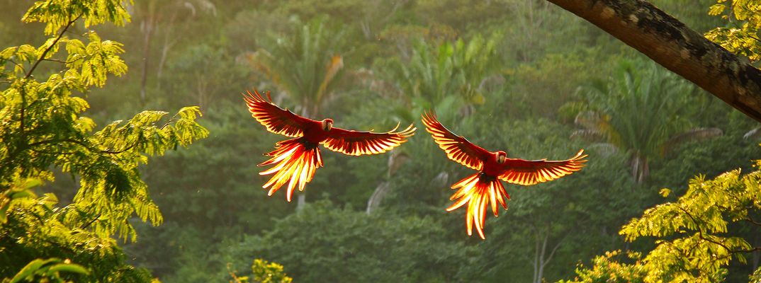 Zwei rote Aras fliegen über den Regenwald von Costa Rica bei warmem Licht