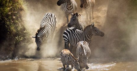 Zebras in Kenia