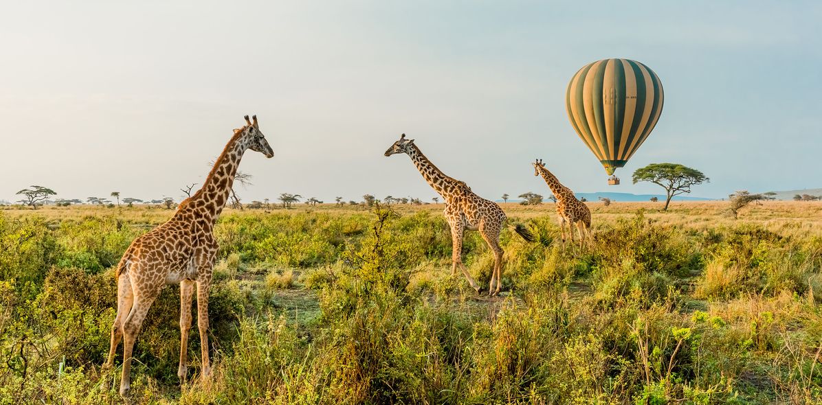 Giraffen im Serengeti Nationalpark