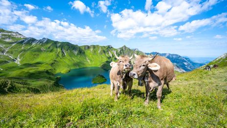 Küche auf Wiese in Bayern